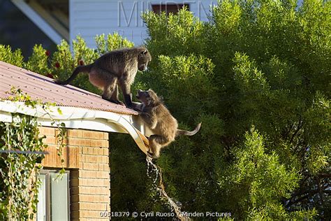 (Pics) Baboons in Cape Town raiding apartment buildings | NeoGAF