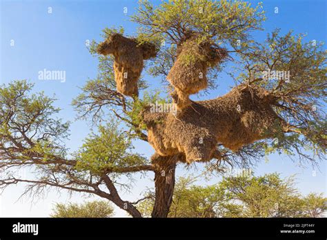 Sociable Weaver Bird Philetairus Socius Nest Contructed In An