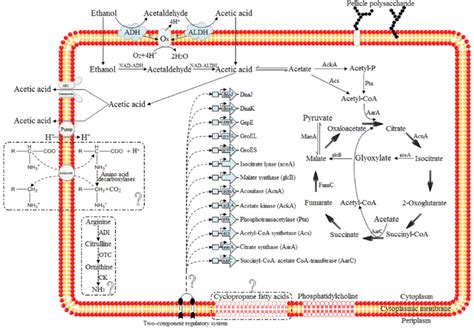 The Framework Of Producing And Tolerating Acetic Acid In Aab The Real Download Scientific