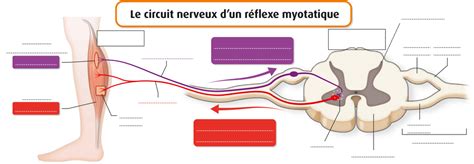 th3A ch1 schéma du circuit nerveux du réflexe myotatique Diagram Quizlet