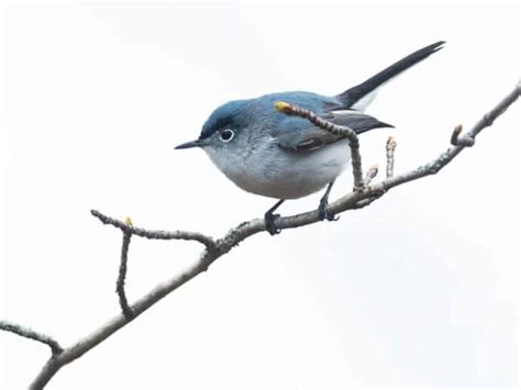 32 Common backyard birds in Florida - Birdwatching Central