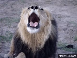 Lion Roaring!! on Make a GIF