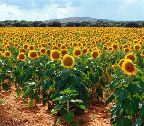 Premium Photo | Sunflower fields in july month in navianos of valverde in spain