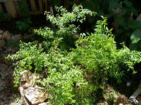 Satureja Viminea Jamaican Mint Peppermint Plants Mint Plants