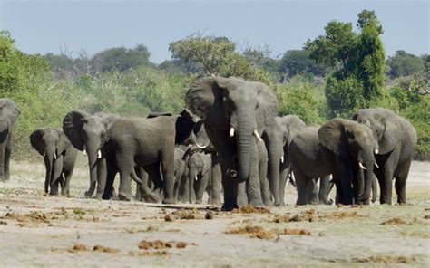 elephant poaching Africa | Journal of African Elephants