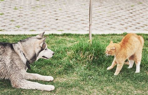 Mengenal 7 Jenis Luka Umum Pada Ekor Kucing Yang Mungkin Diderita Oleh