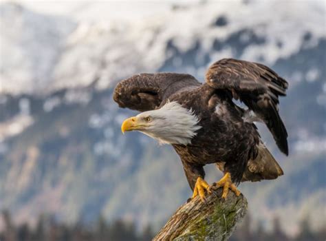 Ini Dia Fakta Burung Elang Botak Bald Eagle