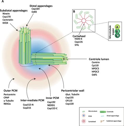 Overcome Cancer Drug Resistance By Targeting Epigenetic Modifications