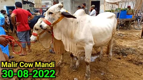 Malir Mandi Karachi Cattle Updates August After Rain Spell