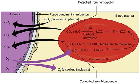 Difference Between Internal and External Respiration | Definition ...