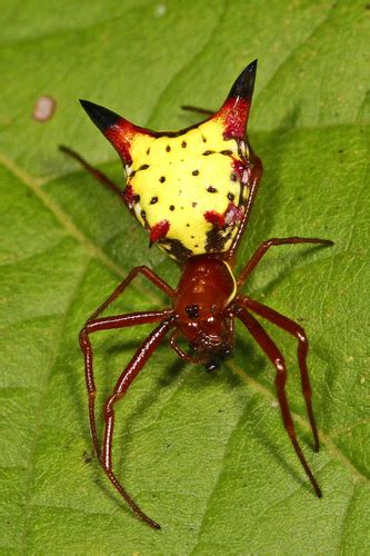 Araña punta de flecha Micrathena sagittata