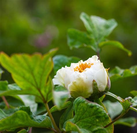 Peony White Flower - Free photo on Pixabay