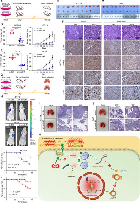 Circil4r Promotes The Tumorigenesis And Metastasis Of Crc Cells In