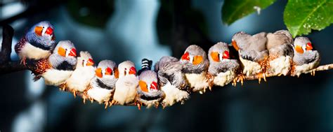 How To Care For Zebra Finches Allans Pet Center