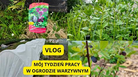 Vlog Zmiany Akebia Pi Ciolistkowa Seler Jagoda Kamczacka Nowy Tydzie