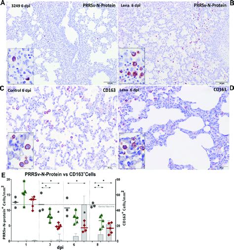 Immunohistochemical Expression Of Prrsv N Protein And Cd163 In Lung Download Scientific Diagram