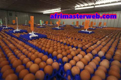 How To Start A Very Lucrative Poultry Farming In Nigeria