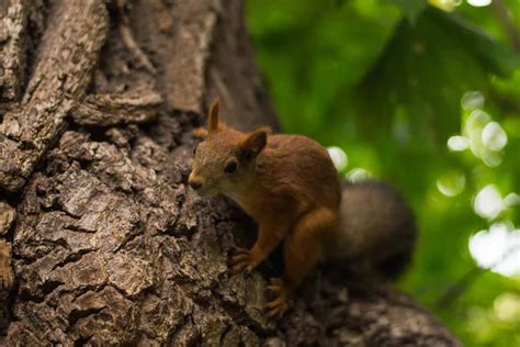 Cute Fluffy Squirrel Sits In A Tree And Looks Into The Camera Lens