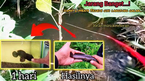 Jarang Banget Dapat Channa Limbata Besar Dari Sungai Satu Malam Udah