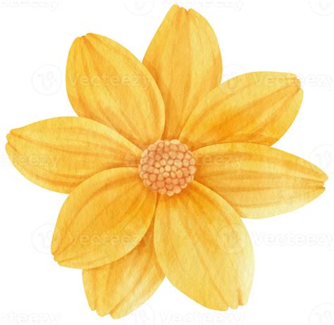 Yellow Flowers Watercolor Illustration 9787226 Png