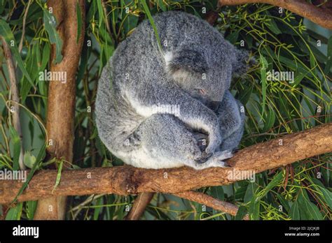 Primer Plano De Un Koala Phascolarctos Cinereus Durmiendo En Una Rama