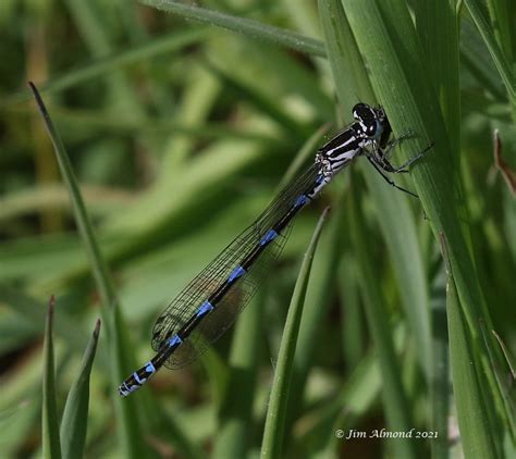 Variable Damselfly and the joys of identification… – Shropshire Dragonflies