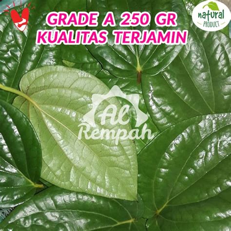 Jual Daun Sirih Hijau Segar Grade A 250gr Murah Kualitas SUPER Di