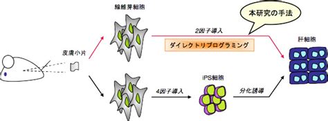 肝細胞研究会：特定因子による皮膚細胞から肝細胞への直接変換