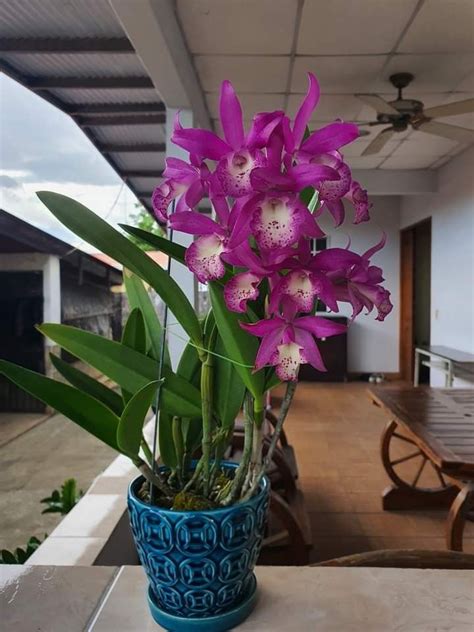 Rare Orchids Cattleya Mermaid 1 Plants Flowers Orchids Plant