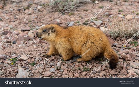 Groundhog Black Tail Desert Tajikistan Pamir Stock Photo 1680477487 ...