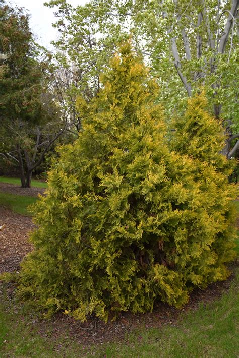 Golden Arborvitae Thuja Occidentalis Aurea In San Antonio Texas