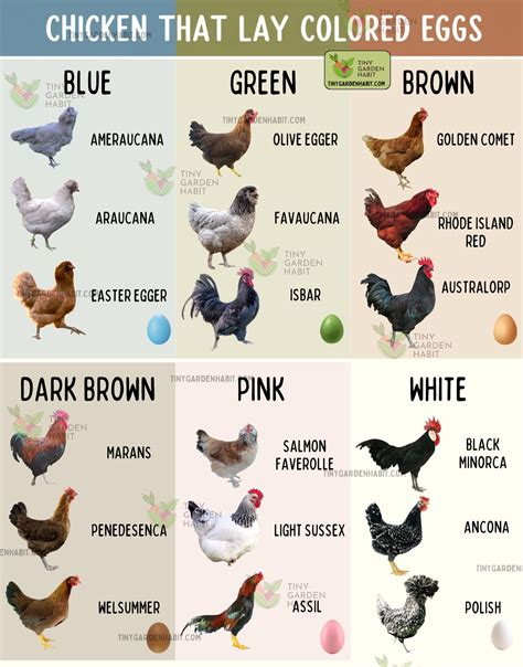 Chickens That Lay Colored Eggs! 🌈🥚 🔵... - Tiny Garden Habit | Facebook