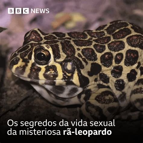 Bbc News Brasil On Twitter Pesquisadores Descobriram Que A R