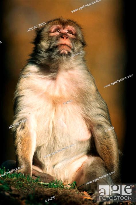 Barbary Monkey Macaca Sylvana Stock Photo Picture And Rights Managed