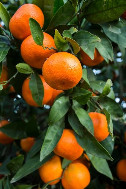 Árbol frutal con hojas verdes y mandarina frutos de mandarina Foto