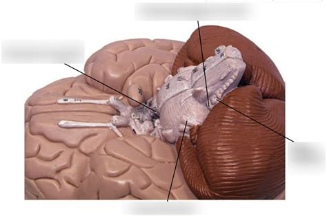 Brain Inferolateral View Cranial Nerves Diagram Quizlet