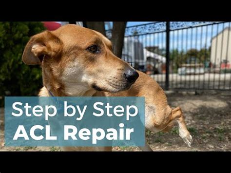 ACL repair in dogs without surgery [Research]