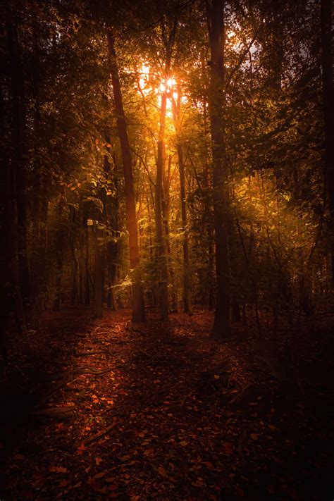 Herbstwald Als Fotoprodukt Bestellen Fototapete Ch