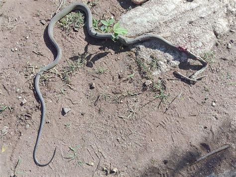 Melody Chiputura dies from black mamba snake attack in Zimbabwe | New
