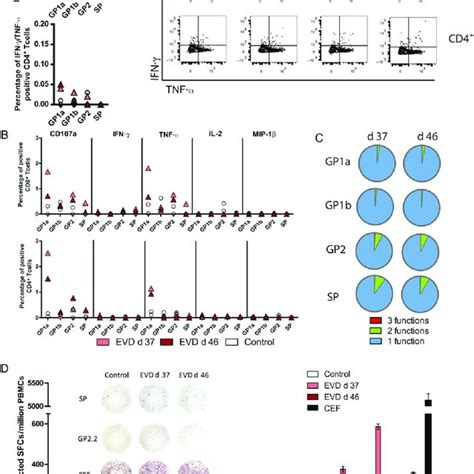 Ebola Virus Ebov Glycoprotein Gp Specific T Cell Responses Found In