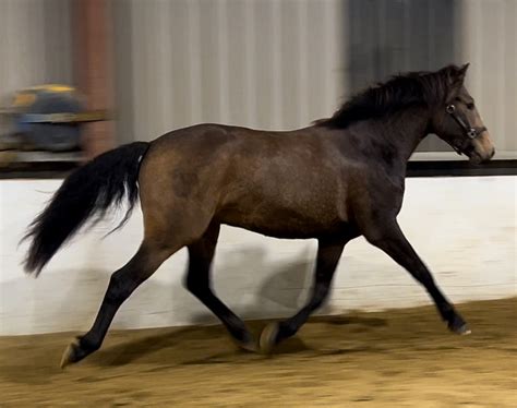 Classie 3 Year Old Overheight Gelding Kevin Reilly Connemara Ponies