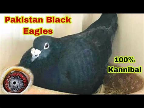 Pakistan Black Eagles Black Diamond Racing Pigeons Black Racer