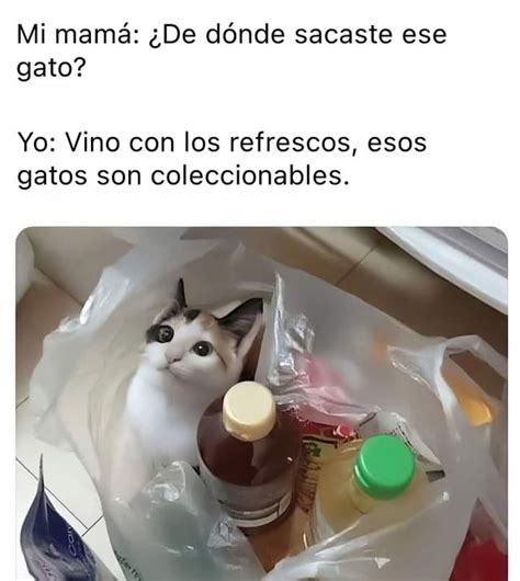 Top Memes de Gatos en Español – Memedroid