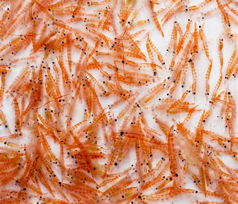 Changes in Antarctic krill numbers could disrupt an entire food web ...