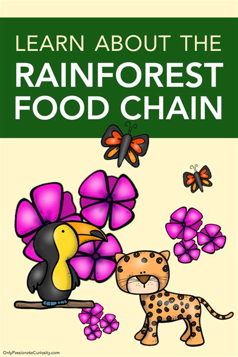 Food Chain In The Rainforest Facts