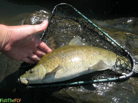 Vaal River Mudfish | Fish The Fly South Africa