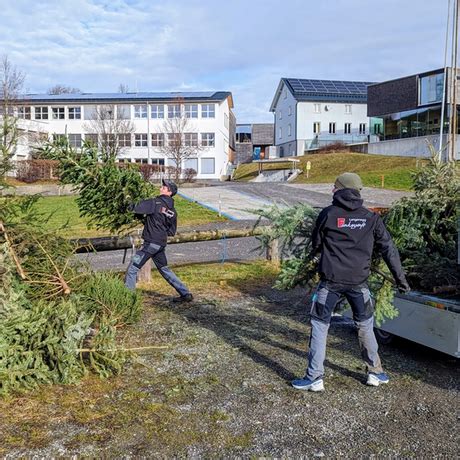 Christbäume für das große Funkenabbrennen