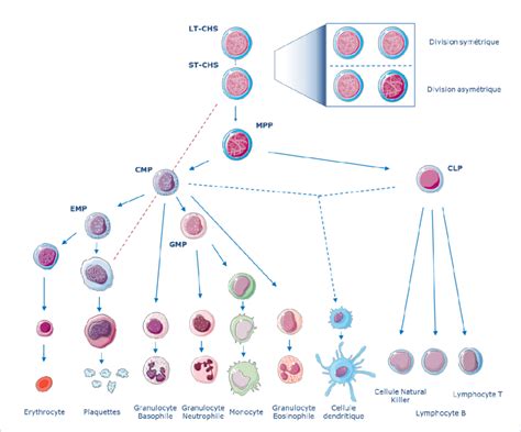 Une représentation schématique l hématopoïèse humaine de l adulte