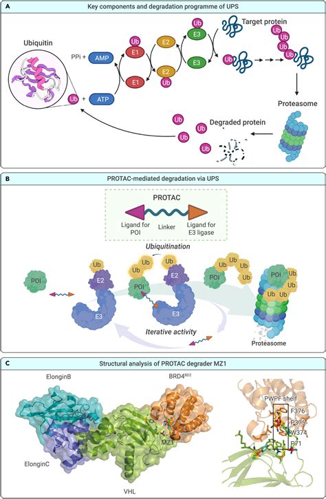 Targeted Protein Degradation In Cancers Orthodox PROTACs And Beyond