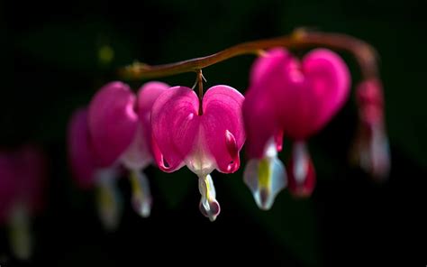 Dicentra Bleeding Heart Background Black Spring Valentine Flower